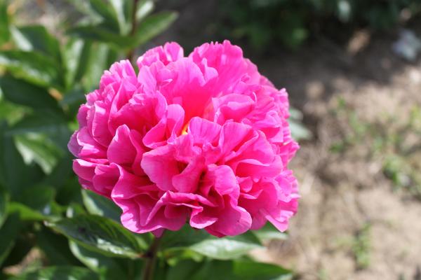 Pfingstrose Duftikuss, Paeonia Hybride